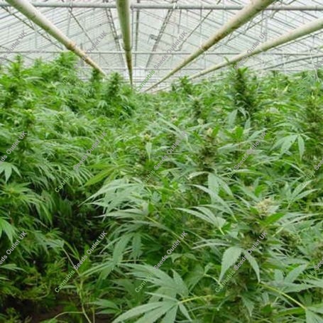 Dreamtime Regular Marijuana Strain by Mr Nice Seeds For Sale Online at Cannabis Seeds Outlet