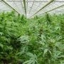 Dreamtime Regular Marijuana Strain by Mr Nice Seeds For Sale Online at Cannabis Seeds Outlet