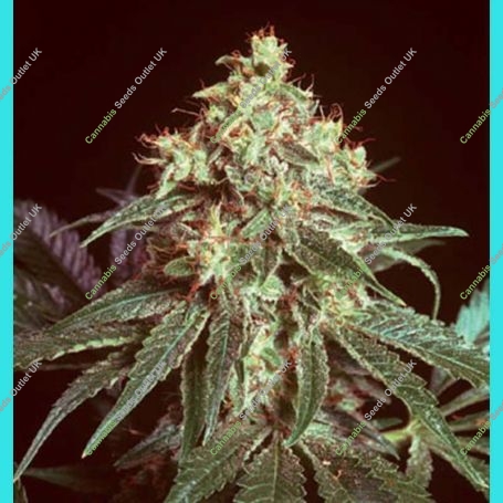 Devil Regular Marijuana Strain by Mr Nice Seeds For Sale Online at Cannabis Seeds Outlet