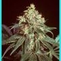 Devil Regular Marijuana Strain by Mr Nice Seeds For Sale Online at Cannabis Seeds Outlet