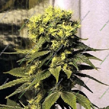 Early Queen Regular Marijuana Strain by Mr Nice Seeds For Sale Online at Cannabis Seeds Outlet