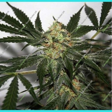 Early Queen x Afghan Haze Regular Marijuana Strain by Mr Nice Seeds For Sale Online at Cannabis Seeds Outlet