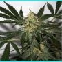 Early Queen x Afghan Haze Regular Marijuana Strain by Mr Nice Seeds For Sale Online at Cannabis Seeds Outlet