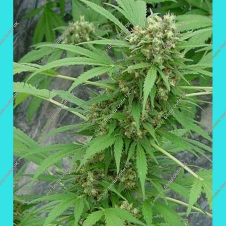 Early Skunk Regular Marijuana Strain by Mr Nice Seeds For Sale Online at Cannabis Seeds Outlet
