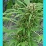 Early Skunk Regular Marijuana Strain by Mr Nice Seeds For Sale Online at Cannabis Seeds Outlet