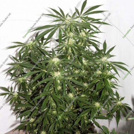 Early Skunk x Haze Regular Marijuana Strain by Mr Nice Seeds For Sale Online at Cannabis Seeds Outlet