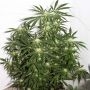 Early Skunk x Haze Regular Marijuana Strain by Mr Nice Seeds For Sale Online at Cannabis Seeds Outlet