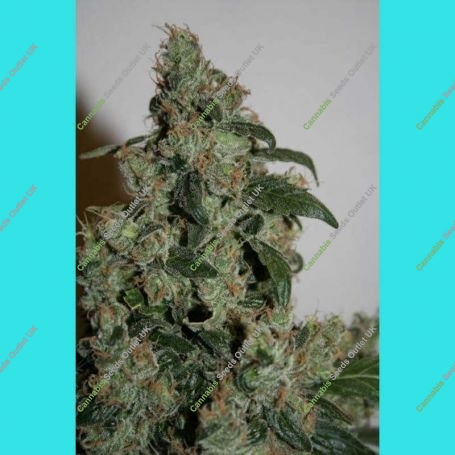 G13 x Haze Regular Marijuana Strain by Mr Nice Seeds For Sale Online at Cannabis Seeds Outlet