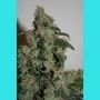 G13 x Haze Regular Marijuana Strain by Mr Nice Seeds For Sale Online at Cannabis Seeds Outlet