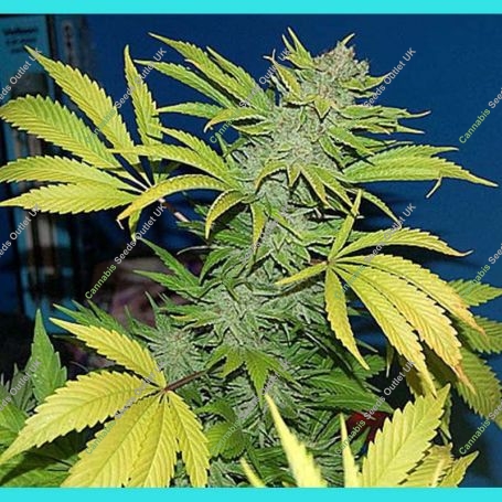 G13 x Skunk Regular Marijuana Strain by Mr Nice Seeds For Sale Online at Cannabis Seeds Outlet