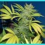 G13 x Skunk Regular Marijuana Strain by Mr Nice Seeds For Sale Online at Cannabis Seeds Outlet