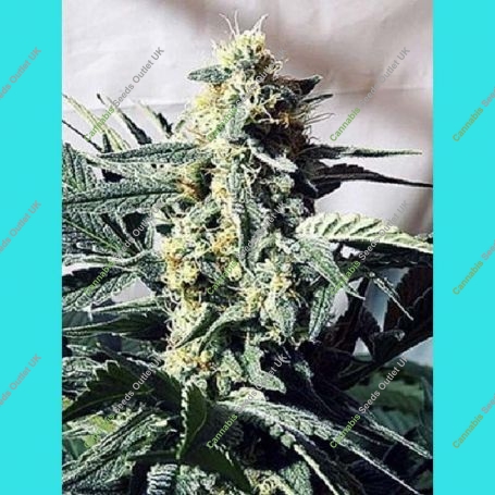 G13 x Widow Regular Marijuana Strain by Mr Nice Seeds For Sale Online at Cannabis Seeds Outlet