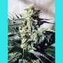 G13 x Widow Regular Marijuana Strain by Mr Nice Seeds For Sale Online at Cannabis Seeds Outlet