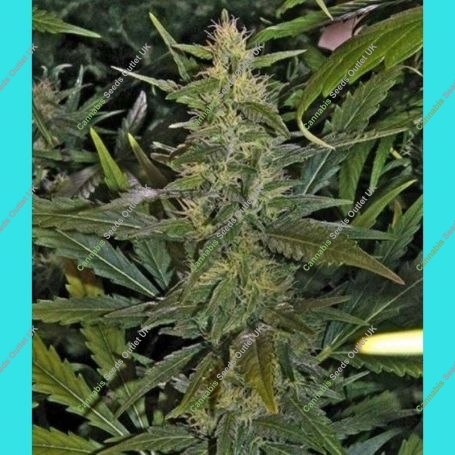 La Nina Regular Marijuana Strain by Mr Nice Seeds For Sale Online at Cannabis Seeds Outlet