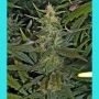 La Nina Regular Marijuana Strain by Mr Nice Seeds For Sale Online at Cannabis Seeds Outlet