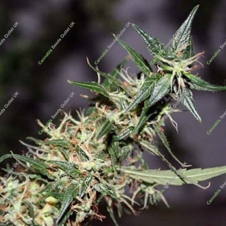 Mango Haze Regular Marijuana Strain by Mr Nice Seeds For Sale Online at Cannabis Seeds Outlet
