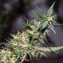 Mango Haze Regular Marijuana Strain by Mr Nice Seeds For Sale Online at Cannabis Seeds Outlet