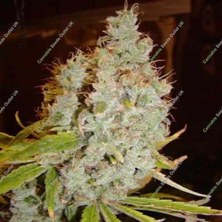 Mango x Widow Regular Marijuana Strain by Mr Nice Seeds For Sale Online at Cannabis Seeds Outlet