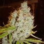 Mango x Widow Regular Marijuana Strain by Mr Nice Seeds For Sale Online at Cannabis Seeds Outlet
