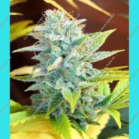 Master Kush x Skunk Regular Marijuana Strain by Mr Nice Seeds For Sale Online at Cannabis Seeds Outlet