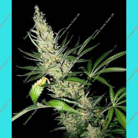 Masterkush x Afghan Haze Regular Marijuana Strain by Mr Nice Seeds For Sale Online at Cannabis Seeds Outlet