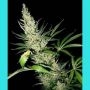 Masterkush x Afghan Haze Regular Marijuana Strain by Mr Nice Seeds For Sale Online at Cannabis Seeds Outlet