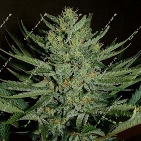 Medicine Man Regular Marijuana Strain by Mr Nice Seeds For Sale Online at Cannabis Seeds Outlet