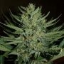 Medicine Man Regular Marijuana Strain by Mr Nice Seeds For Sale Online at Cannabis Seeds Outlet