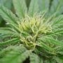 National Health Service Regular Marijuana Strain by Mr Nice Seeds For Sale Online at Cannabis Seeds Outlet