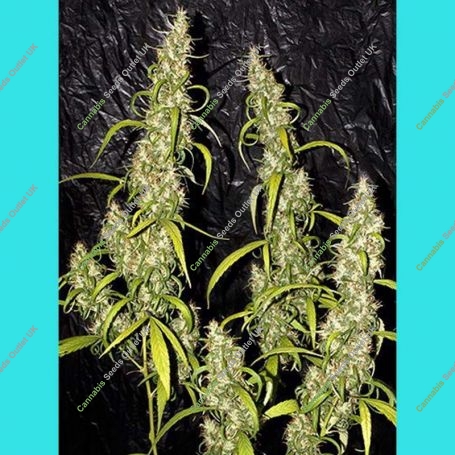 Nevilles Haze Regular Marijuana Strain by Mr Nice Seeds For Sale Online at Cannabis Seeds Outlet
