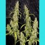 Nevilles Haze Regular Marijuana Strain by Mr Nice Seeds For Sale Online at Cannabis Seeds Outlet