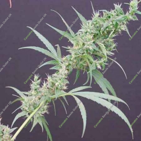 Nevilles Haze x Mango Regular Marijuana Strain by Mr Nice Seeds For Sale Online at Cannabis Seeds Outlet