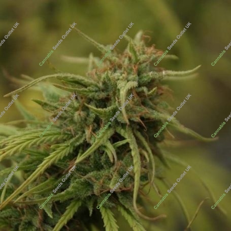Nevilles Skunk Regular Marijuana Strain by Mr Nice Seeds For Sale Online at Cannabis Seeds Outlet