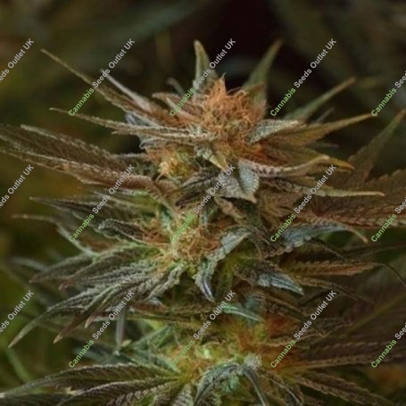 NL5 x Afghan Regular Marijuana Strain by Mr Nice Seeds For Sale Online at Cannabis Seeds Outlet