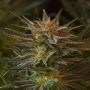NL5 x Afghan Regular Marijuana Strain by Mr Nice Seeds For Sale Online at Cannabis Seeds Outlet