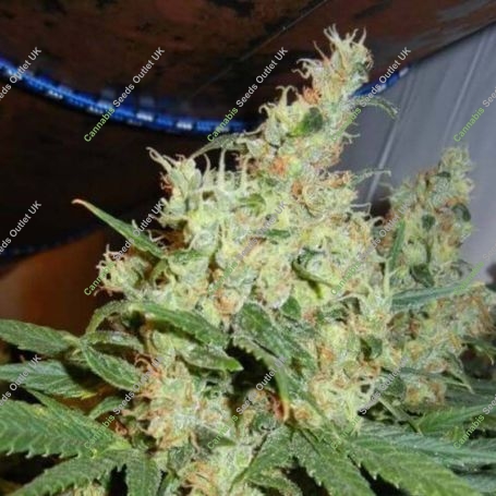 NL5 x Haze Regular Marijuana Strain by Mr Nice Seeds For Sale Online at Cannabis Seeds Outlet