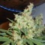 NL5 x Haze Regular Marijuana Strain by Mr Nice Seeds For Sale Online at Cannabis Seeds Outlet