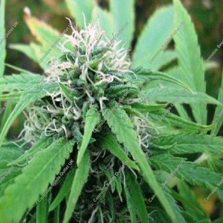 NL5 x Skunk Regular Marijuana Strain by Mr Nice Seeds For Sale Online at Cannabis Seeds Outlet