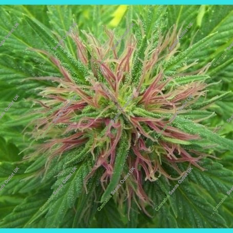 Nordle Regular Marijuana Strain by Mr Nice Seeds For Sale Online at Cannabis Seeds Outlet