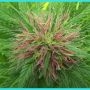 Nordle Regular Marijuana Strain by Mr Nice Seeds For Sale Online at Cannabis Seeds Outlet