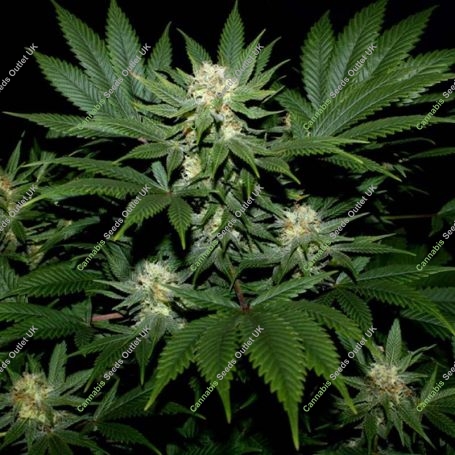 Ortega Regular Marijuana Strain by Mr Nice Seeds For Sale Online at Cannabis Seeds Outlet