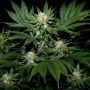 Ortega Regular Marijuana Strain by Mr Nice Seeds For Sale Online at Cannabis Seeds Outlet