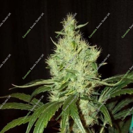 Pink Floyd Regular Marijuana Strain by Mr Nice Seeds For Sale Online at Cannabis Seeds Outlet