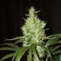 Pink Floyd Regular Marijuana Strain by Mr Nice Seeds For Sale Online at Cannabis Seeds Outlet
