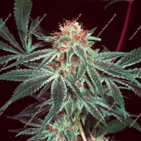Shark Shock Regular Marijuana Strain by Mr Nice Seeds For Sale Online at Cannabis Seeds Outlet