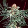 Shark Shock Regular Marijuana Strain by Mr Nice Seeds For Sale Online at Cannabis Seeds Outlet