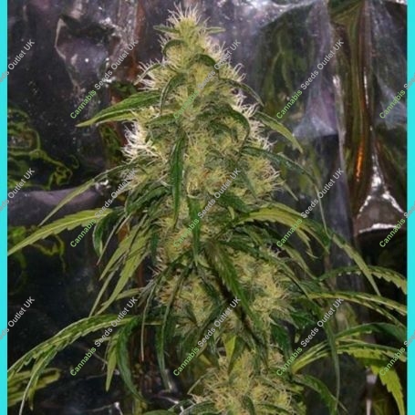 Shit Regular Marijuana Strain by Mr Nice Seeds For Sale Online at Cannabis Seeds Outlet