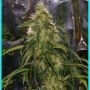 Shit Regular Marijuana Strain by Mr Nice Seeds For Sale Online at Cannabis Seeds Outlet