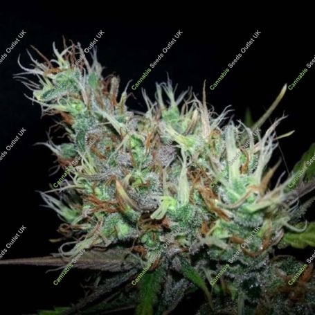 Skunk Haze Regular Marijuana Strain by Mr Nice Seeds For Sale Online at Cannabis Seeds Outlet