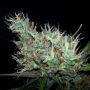 Skunk Haze Regular Marijuana Strain by Mr Nice Seeds For Sale Online at Cannabis Seeds Outlet